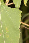 Yellow crownbeard